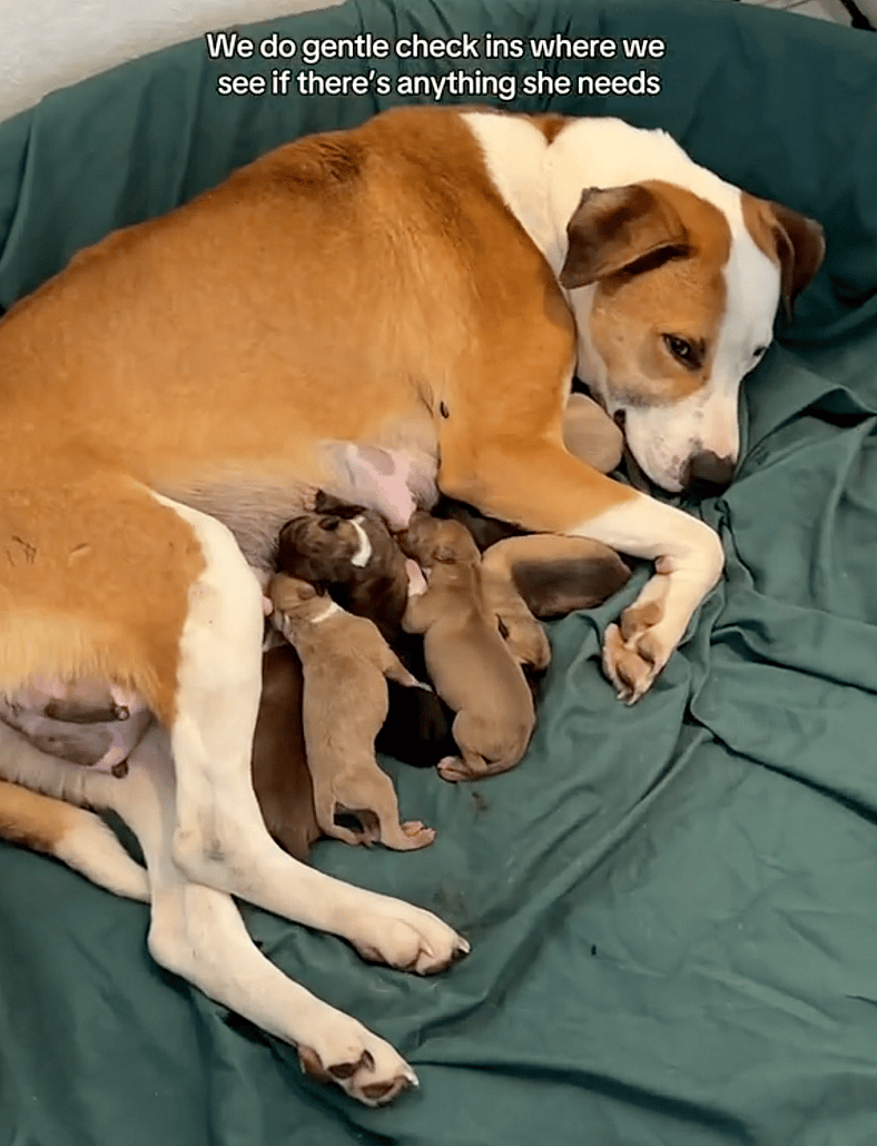 8 Tiny Nursing Puppies and Their Mama's Postpartum Care Routine